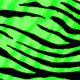 fluo chartreuse barred