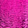 grizzly dyed pink