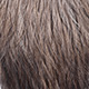 speckled badger