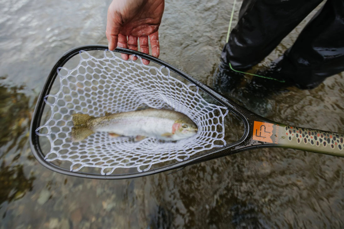 andere Farbe (brown trout)