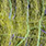 chartreuse & chartreuse