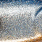 blue glitter, OB RT