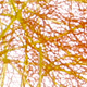 yellow / sunrise