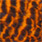 grizzly burnt orange