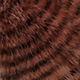 brown/barred black