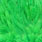 white dyed highlander green