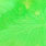 chartreuse