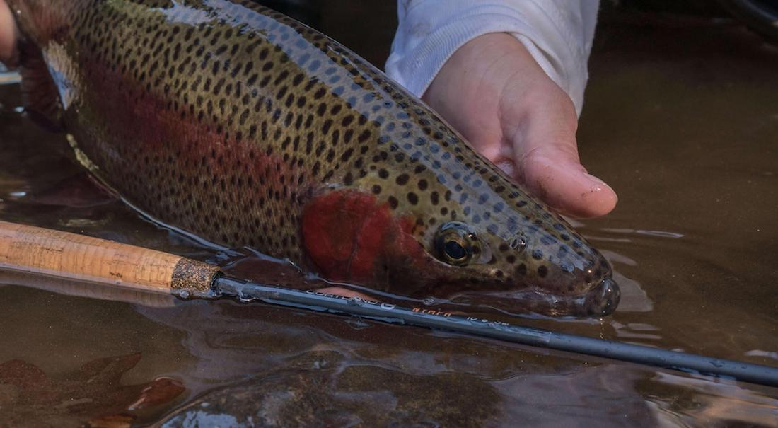 Cortland-Nymph-Rod-6
