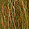 bleeding perch
