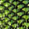 gaudy green