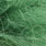 green olive