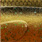 magic gold pumpkin