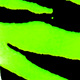 fluo yellow barred