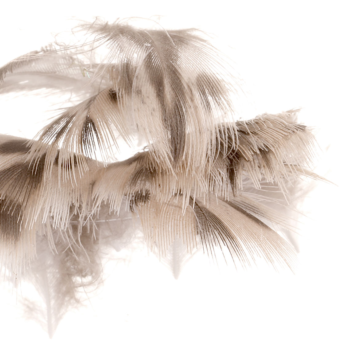 P-17432_soldarini_mallard_hen_breast_federn_detail-2