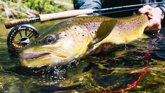 Euro Nymphing - Sichtfischen mit der Nymphe Euro Nymphing - Sichtfischen mit der Nymphe