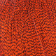 grizzly dyed orange