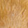 medium ginger