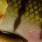 bling perch