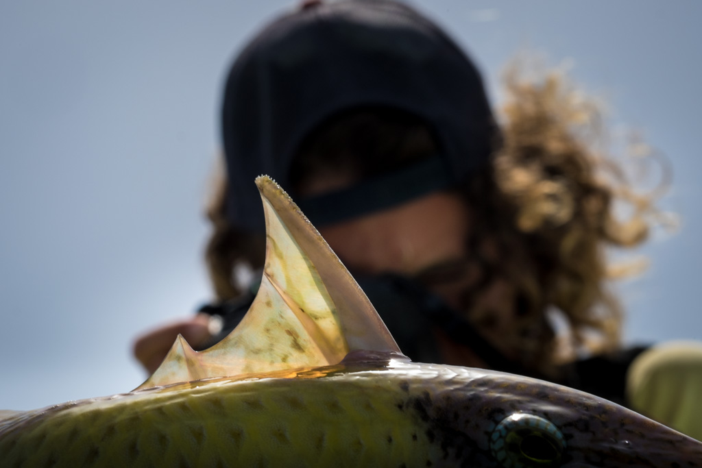sudan2015-35 - Fliegenfischen auf den Nubischen Flats