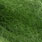 insect green olive