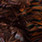 chocolate brown