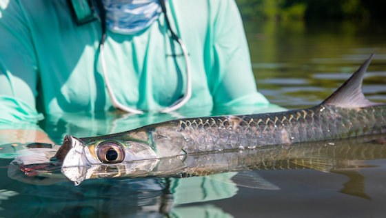 Fit fürs Salzwasser! Tipps & Tricks fürs Fliegenfischen in den Tropen. Tarpon