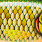 scaled roach