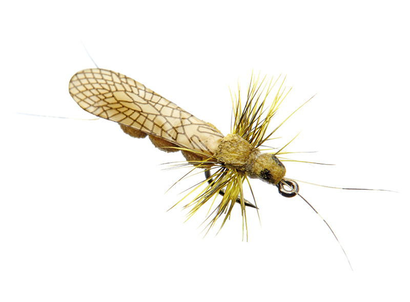 json-realistic_stonefly-adult-4-yellow