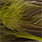 olive natural