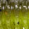 green pumpkin chartreuse uv #131