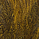 speckled yellow