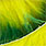 yellow green