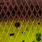 green pumpkin chartreuse