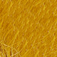 lion yellow