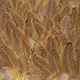 mottled grey dyed golden straw