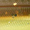 uv brown chartreuse