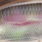 real smelt