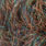 dark brown peacock