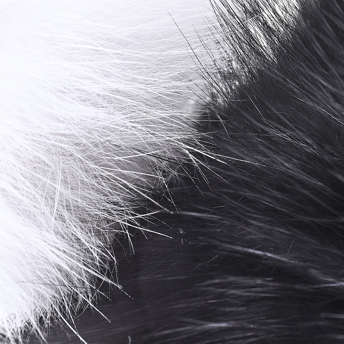 Future Fly Shadow Fox Fuchs
