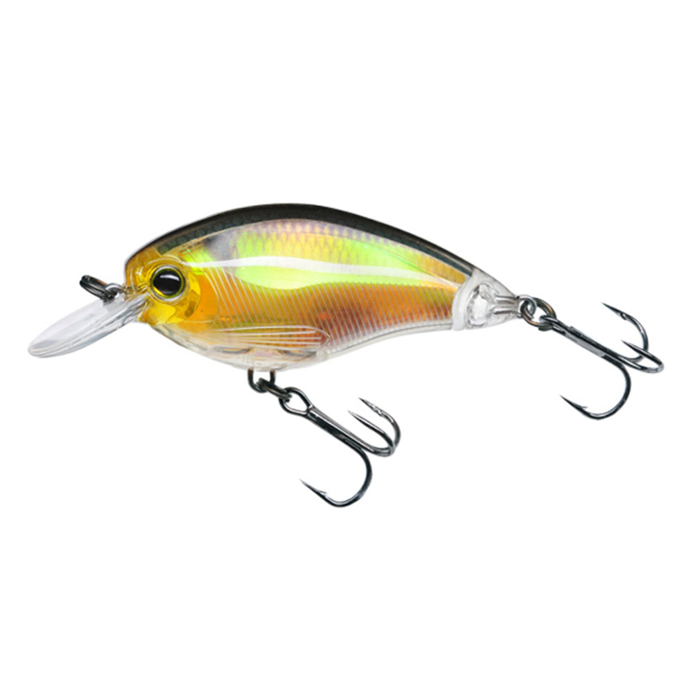 Real Golden Shiner