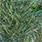 spring green
