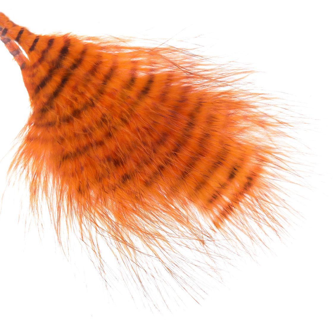 orange/barred brown