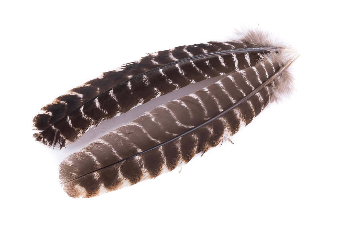 Hareline Ozark Oak Mottled Turkey Quills - Truthahn