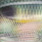 real gizzard shad