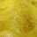 golden olive