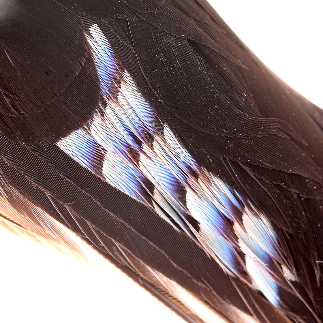 P-17065-blue-jay-wings-eichelhaher-detail2