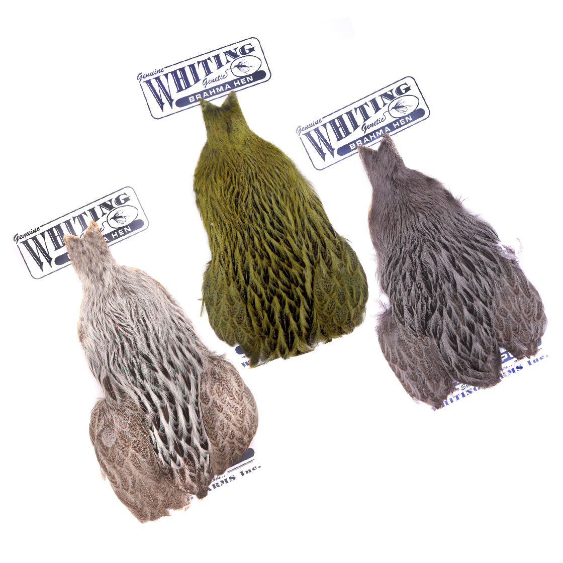 Whiting Brahma Hen Cape Badger