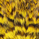 grizzly dyed yellow