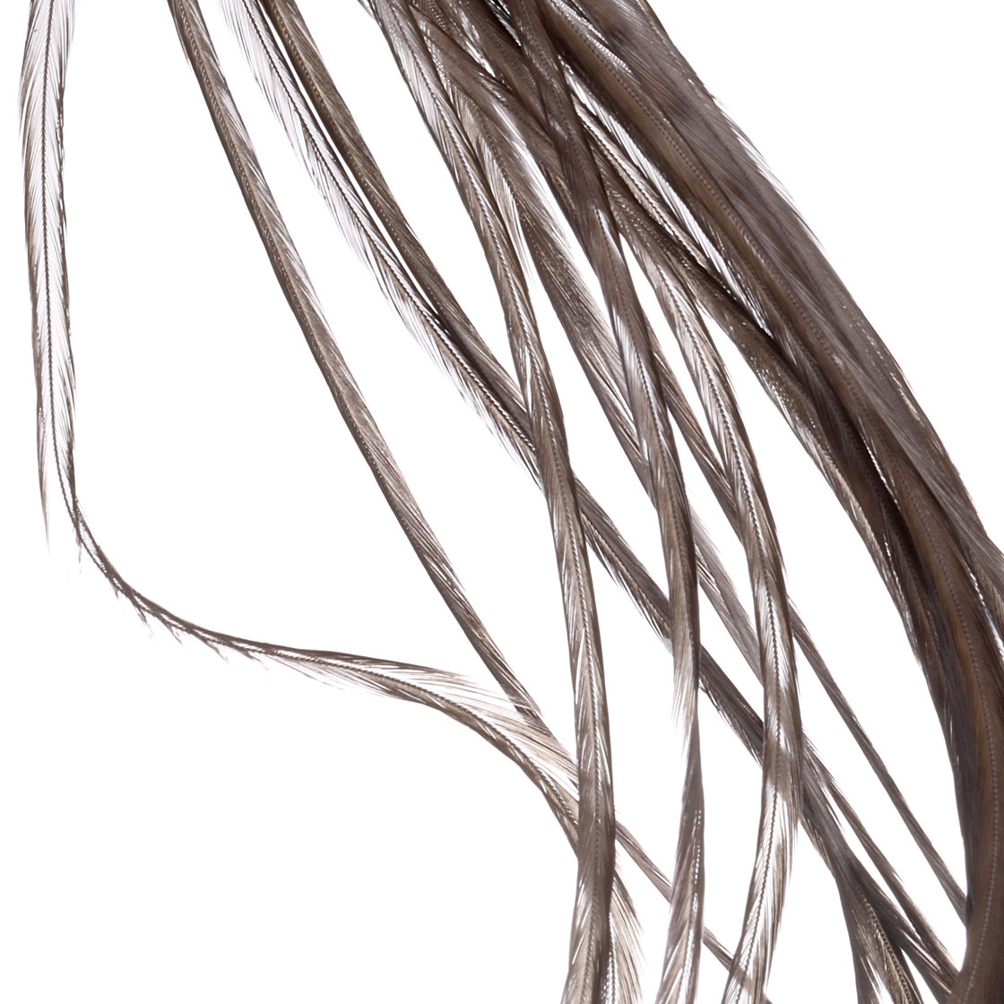 white dyed dark dun
