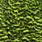 grizzly dyed fl grn chart